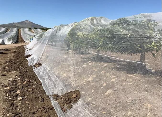 bee net2 plasa de albine2