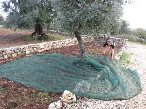 olive net plasă de măsline