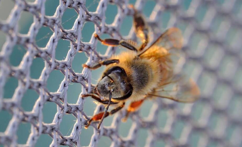 plasă de plastic pentru albine