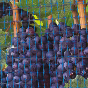 big-Bug-application-300x300 Big-Bug-application-300x300