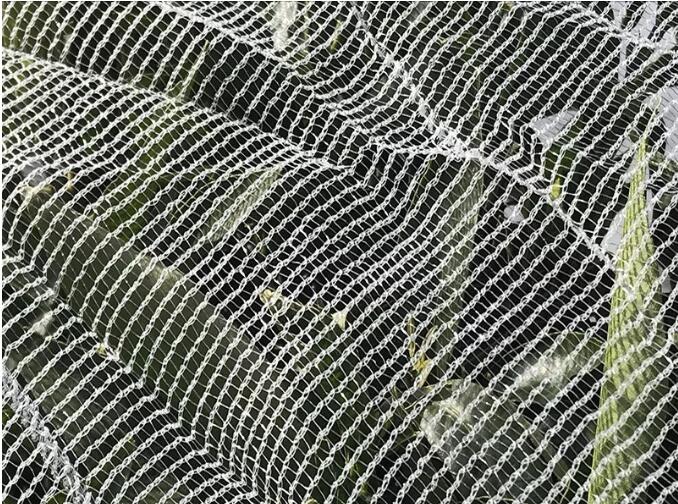 bee net1 plasa de albine1