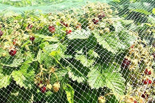 plasă de &icirc;ntindere din plastic