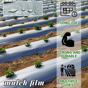 Film de mulci din plastic negru și argintiu Film de mulci din plastic agricol