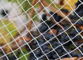 Diferențele dintre plasa antipăsări și plasa de prindere a păsărilor