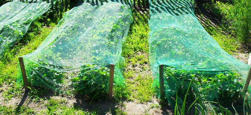 Plasa de păsări a înființat un cort pentru Apple Orchard