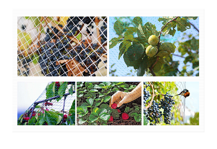 Cum se întreține plasa pentru păsări