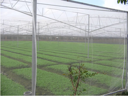 Probleme care au nevoie de atenție în cultivarea anti -insecte de mulcire netă