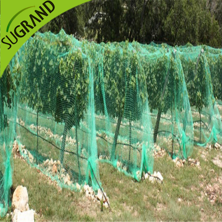 Cum să distingem viața plasei de păsări?