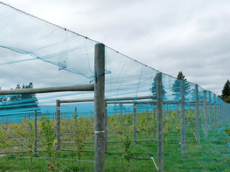Plasa anti -păsări poate proteja livada de fructe