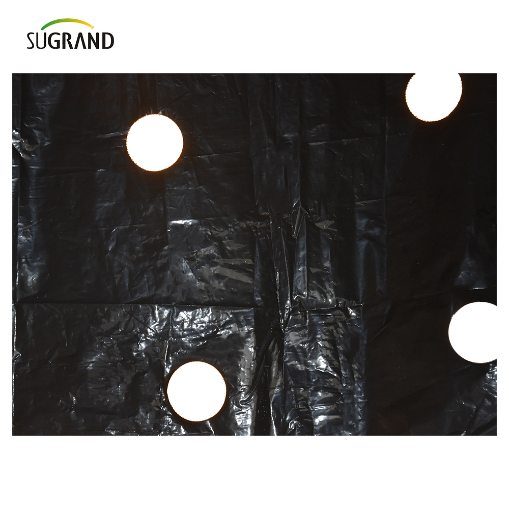 Film de mulci perforat din plastic UV mulch film pentru legume 