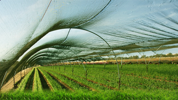 Cum să alegi plasa de umbră pentru seră?