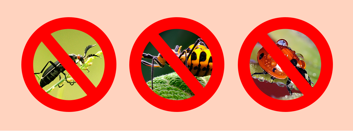 Irigarea prin picurare5