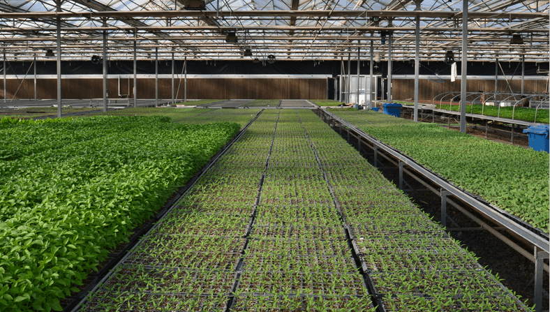 tăvi pentru dopuri de pepinieră