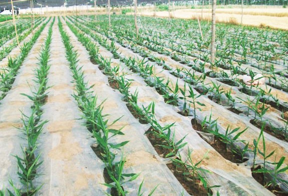 Care este diferența dintre filmul mulch alb și negru?