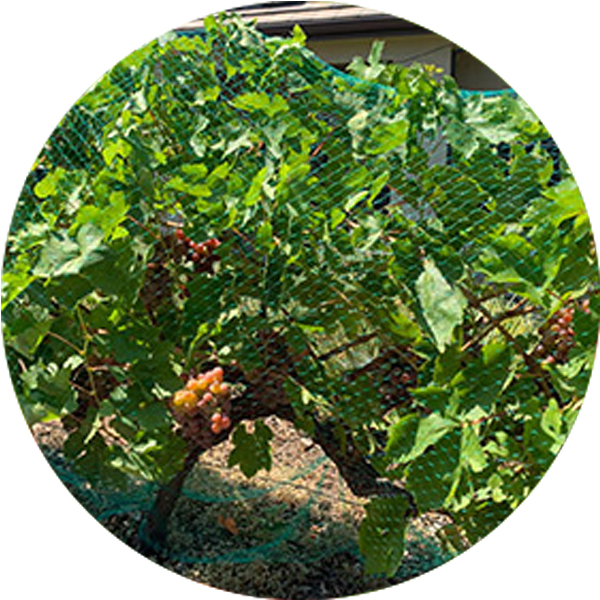 Net anti-pasăre extrudat