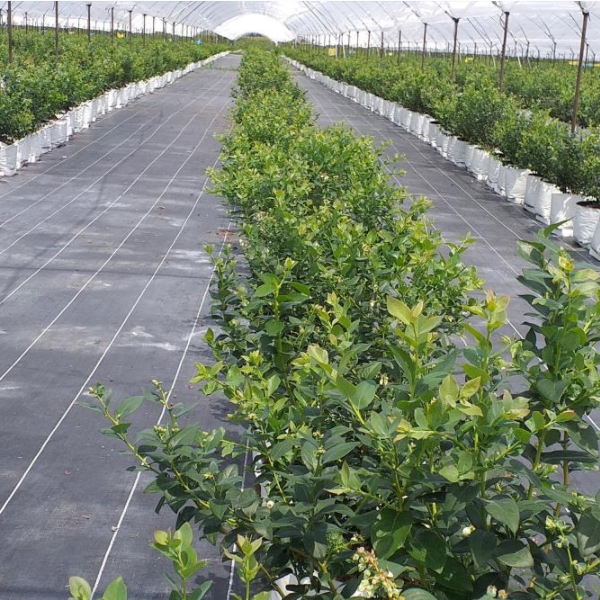 Aplicarea covorului de buruieni horticole