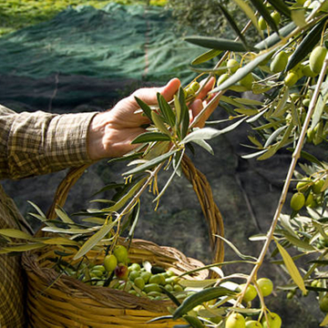 olive net manufacturer.jpg