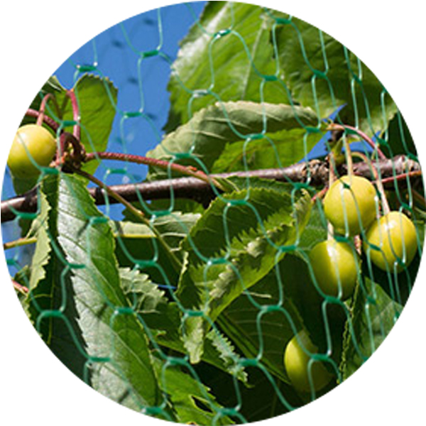 Producător de plasă verde anti -pasăre 