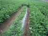Film de mulci din plastic negru argintiu pentru agricultură buruieni de buruieni