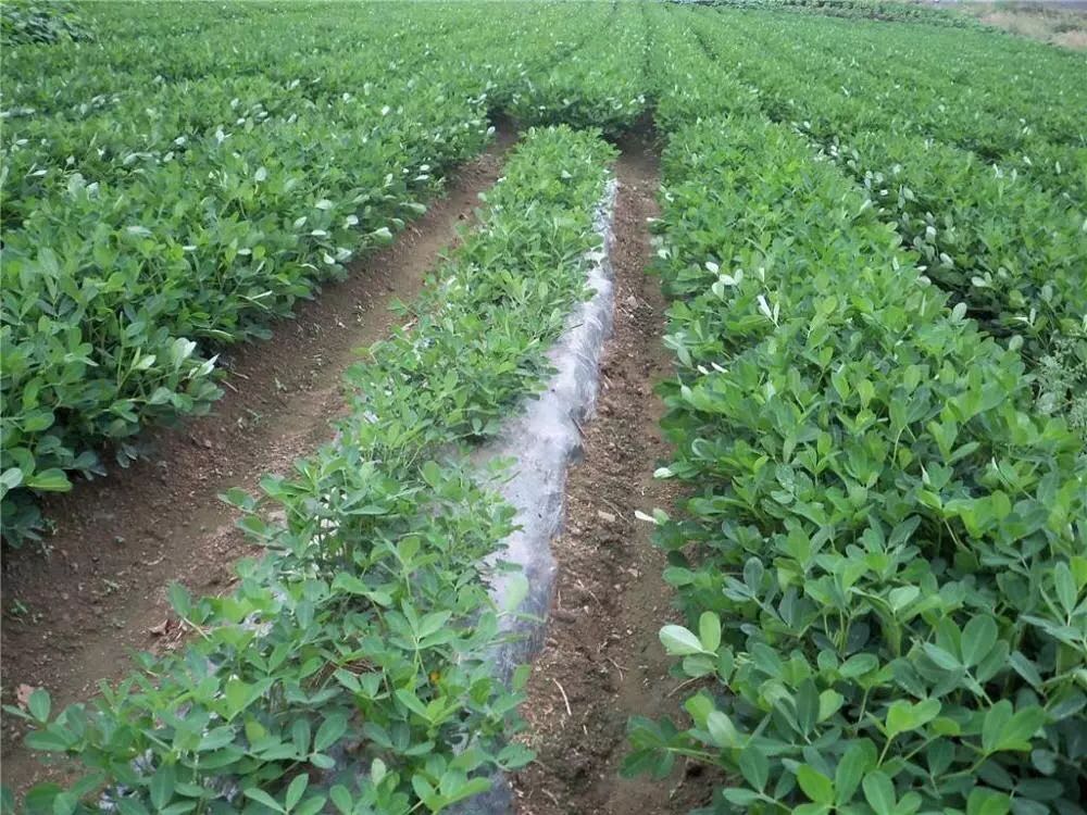 Film de mulci din plastic negru argintiu pentru agricultură buruieni de buruieni