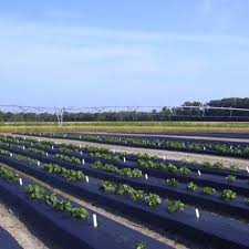 agricultură din plastic de mulci din plastic