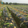 Film de mulci din plastic negru argintiu pentru agricultură buruieni de buruieni
