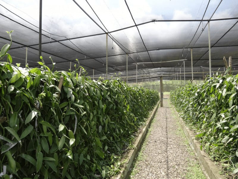Net de nuanță agricultură